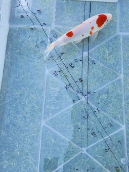 Koi kapor koi kapre karas karasy jazierkove ryby - 7