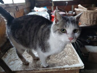 Darujem mačky - 7