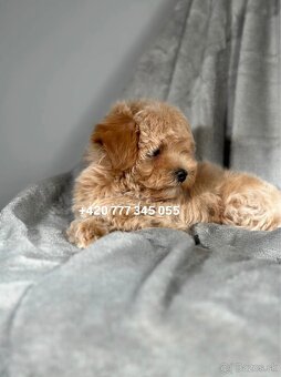 Maltipoo F1 Caramel, 3 měsíce – 1200 €Barbara - 7