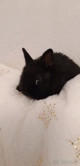 Predam zakrsle zdrobnele teddy zajaciky a barančeky - 7