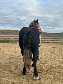 Valach na predaj - percheron - 7