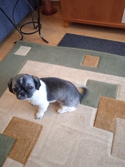 Shi-tzu - 7