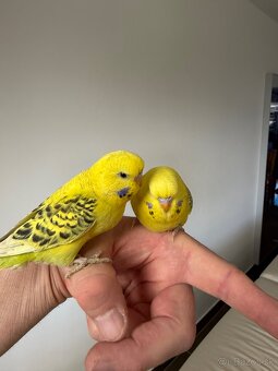 Andulka TCB Maznačik - 7