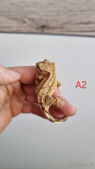 Pagekón riasnatý - 7