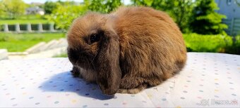 Mini lop - 7