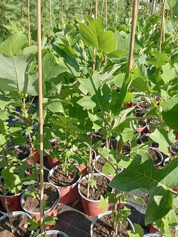Ľaliovník tulipánokvetý - 7