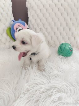 Maltezsky psík, maltezák, maltez - 7