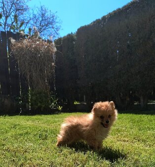 Oranžový špic- Typ Pomeranian - 7