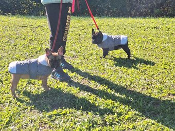 Francuzsky Buldoček - 7