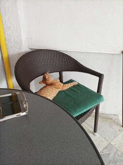 DARUJEM KRÁSNEHO KOCÚRIKA DO DOBRÝCH RÚK - 7