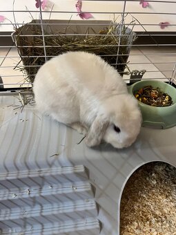 Predam bieleho zajaca Mini lop + full vybavenie - 7