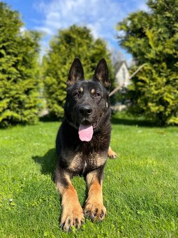 Nemecký ovčiak-fenky - 7