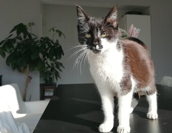Mačička Tuxedo - 7