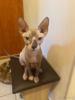 Don Sphynx - 7