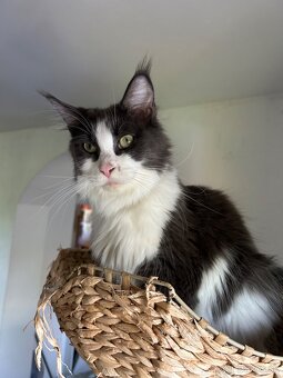 Main coon - 7