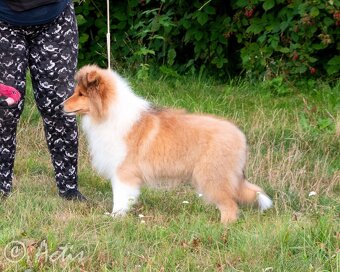 Kólia dlhosrstá s PP - 7