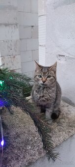 Darujem mačiatka - 7