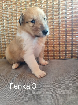 KÓLIA DLHOSRSTÁ, ŠTENIATKA - 7