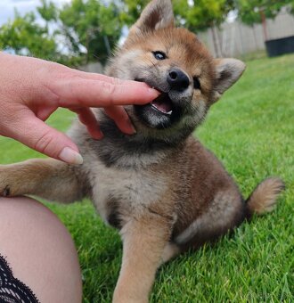 Shiba inu psýky s PP - 7