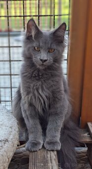Maine coon, MCO, mainská mývalia - 7
