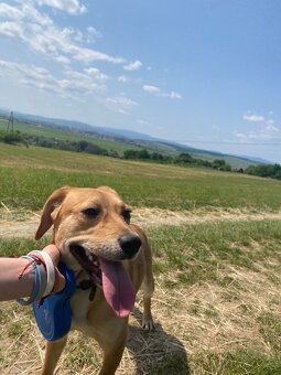 Darujem psíka do dobrých rúk - 7