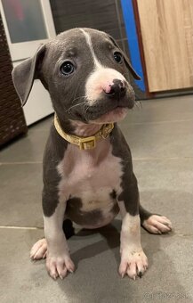 Americky Staford - 7