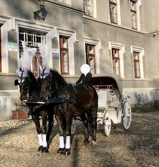 7 ročná kobylka Iwka :) - 7