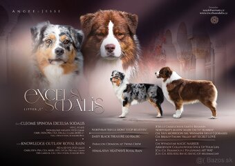 Predaj šteniatka Austrálsky ovčiak - 7