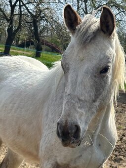 Kobylka Appaloosa - 7