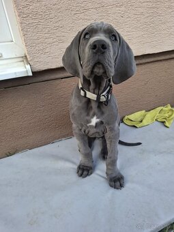 Nemecká doga modrá s PP - 7