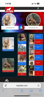 American Bully - 7