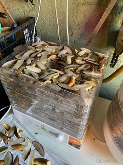 Predam susene hriby - 7