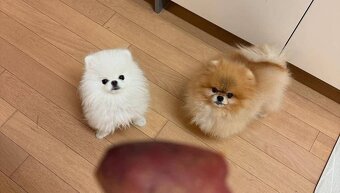 Pomeranian mini - 7