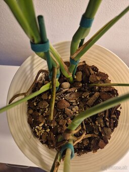 Biela monstera 3ks - 7