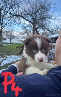 Predám border kólia šteniatka - 7