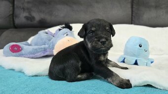 Bradáč malý čiernostrieborný s PP - 7