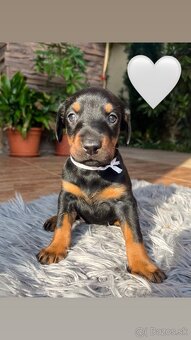 Šteniatka DOBERMAN - 7