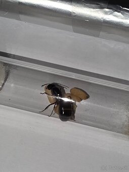 Mravce Camponotus Ligniperda - 7