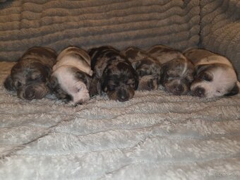 Šteniatka jazvečíka trpasličieho - 7