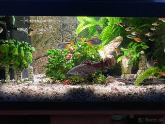 Akvárium terra 85L - 7