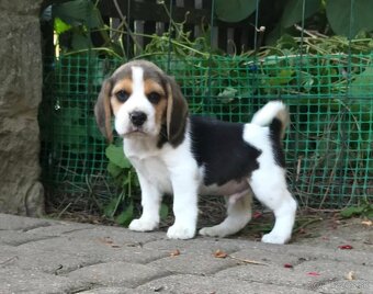 Beagle Bigel Bigl s PP FCI - 7