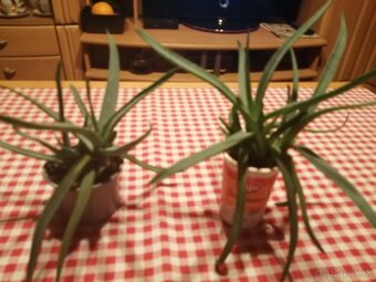 Aloe vera - 7