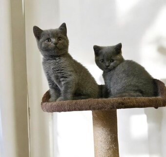 Britska macka s PP - 7