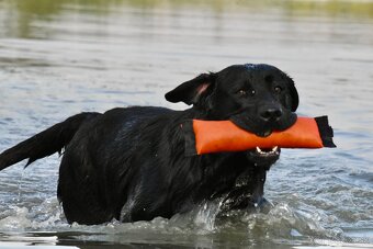 Labradorský retríever s PP - černá a čokoládová štěňátka - 7