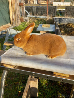 Predám králiky - 7
