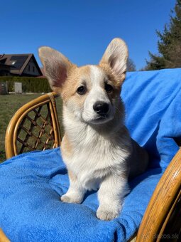 Corgi - 7