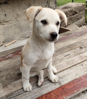 Šteniatko Terrina k adopcii - 7