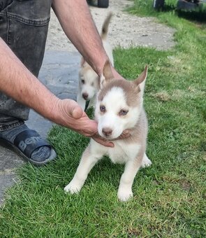Sibirsky Husky - 7