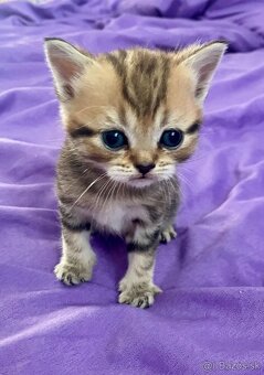 Škótske Klapouché/Rovnouché Mačiatká (Scottish Fold/Straight - 7
