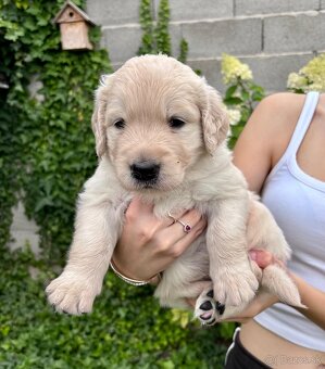 Zlatý retriever šteniatka narodené 16.6.2025 - 7